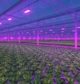LED Grow Lights for Greenhouse Toplighting