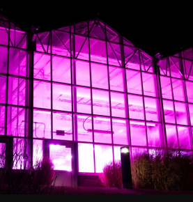 Why the Innovation Campus greenhouse lights are pink at night